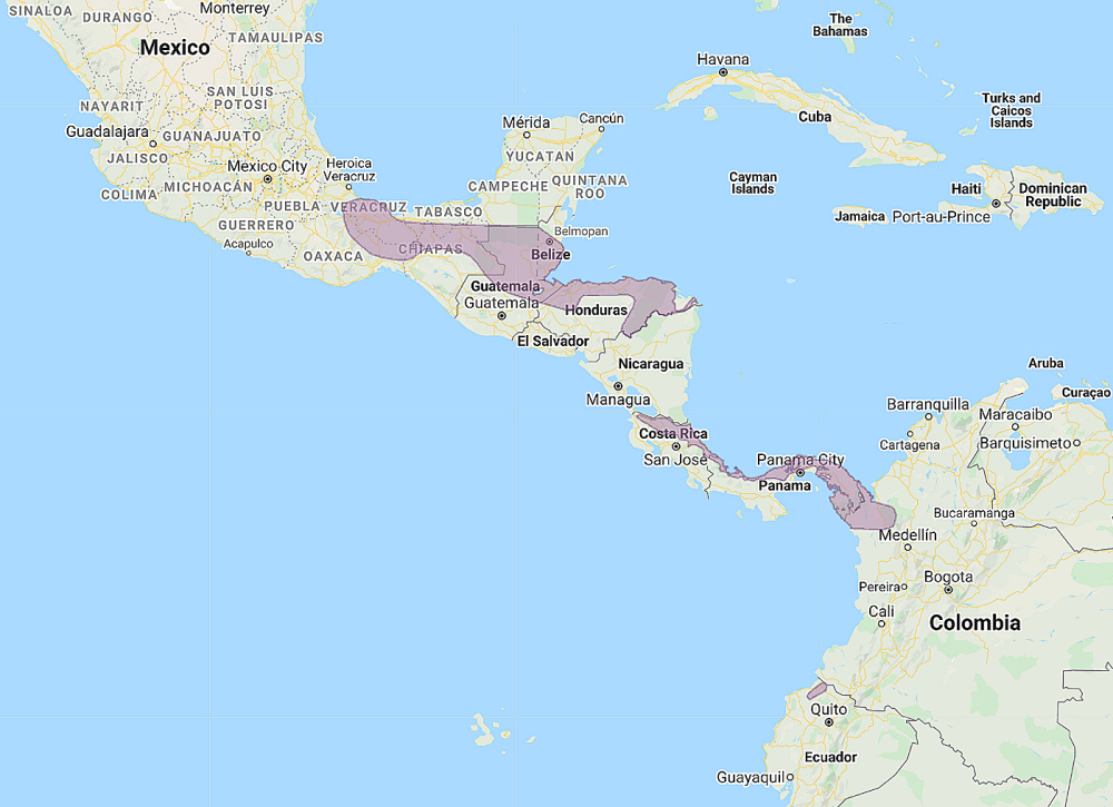 Range of Central American Pygmy Owl (Glaucidium griseiceps)