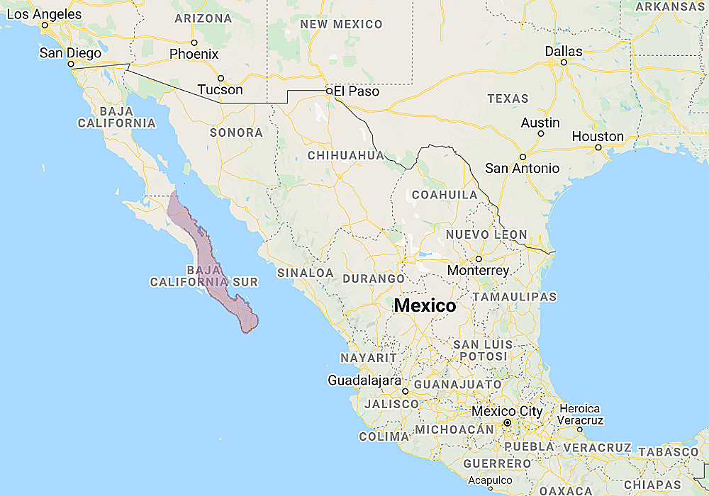 Range of Baja Pygmy Owl (Glaucidium hoskinsii)