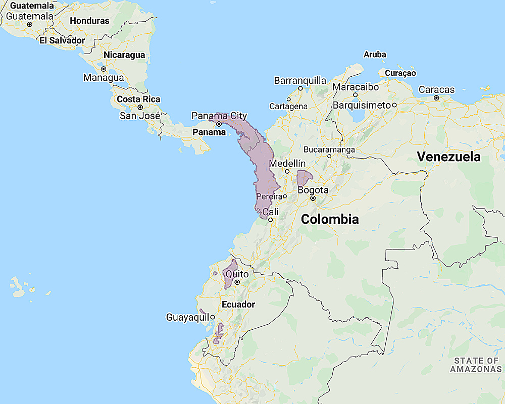 Range of Chocó Screech Owl (Megascops centralis)