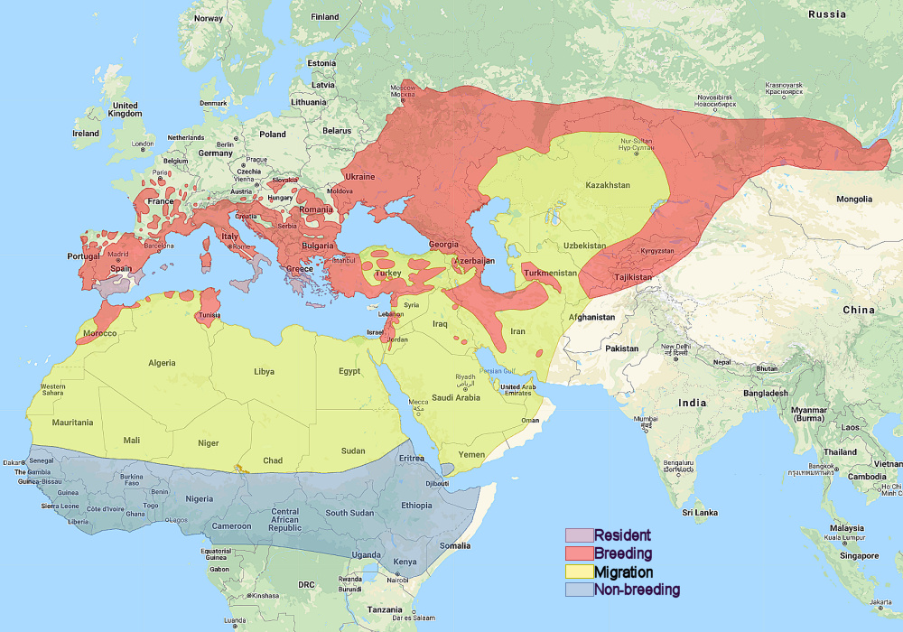 Range of Eurasian Scops Owl (Otus scops)