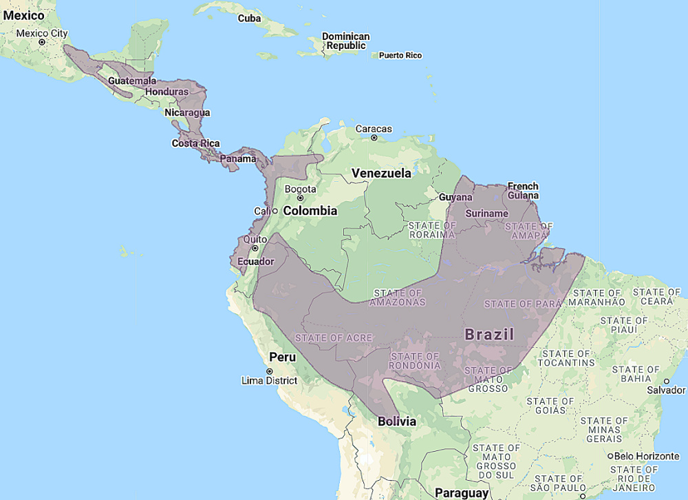 Range of Crested Owl (Lophostrix cristata)