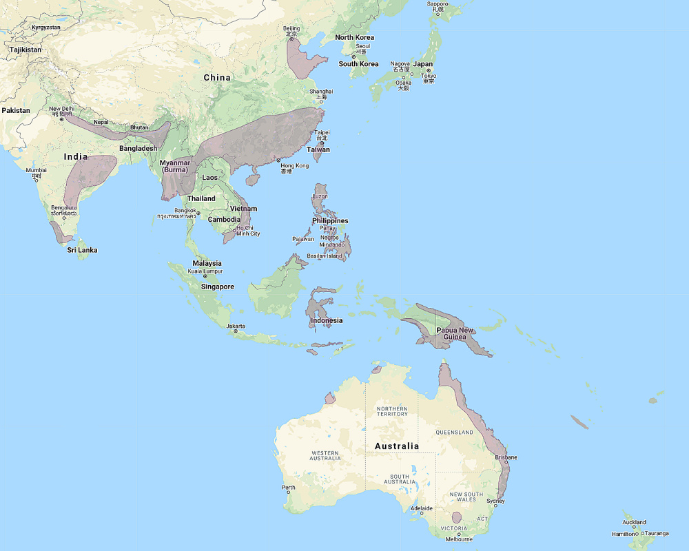 Range of Eastern Grass Owl (Tyto longimembris)