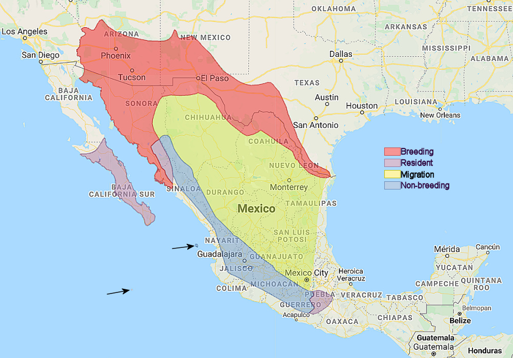 Range of Elf Owl (Micrathene whitneyi)