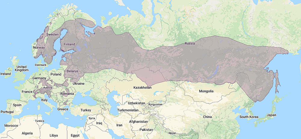 Range of Eurasian Pygmy Owl (Glaucidium passerinum)