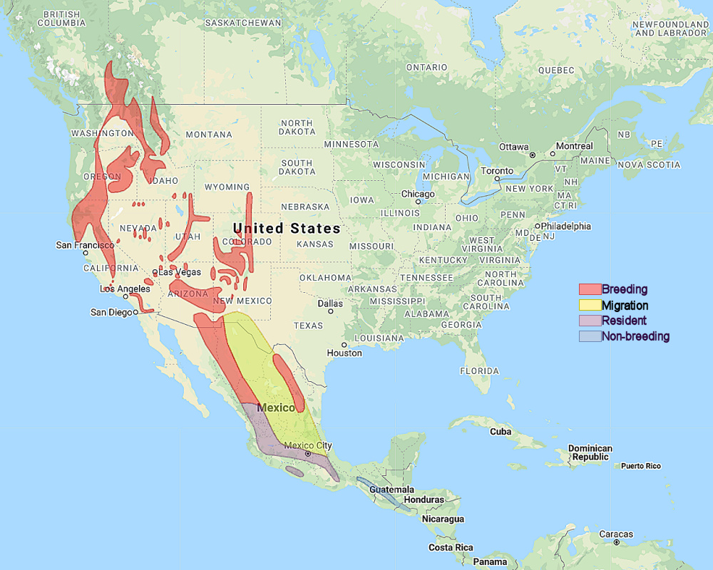 Range of Flammulated Owl (Psiloscops flammeolus)