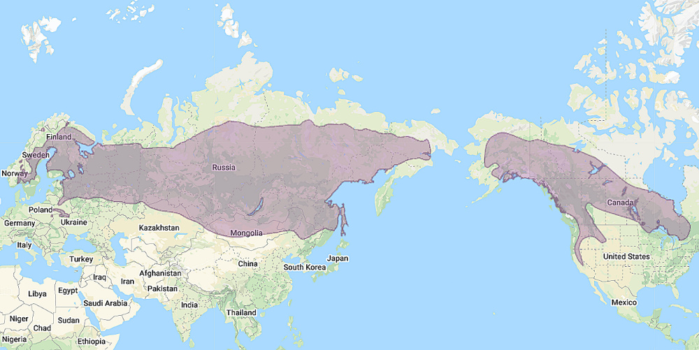 Range of Great Grey Owl (Strix nebulosa)