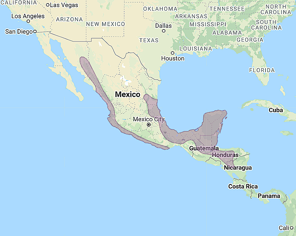 Range of Middle American Screech Owl (Megascops guatemalae)