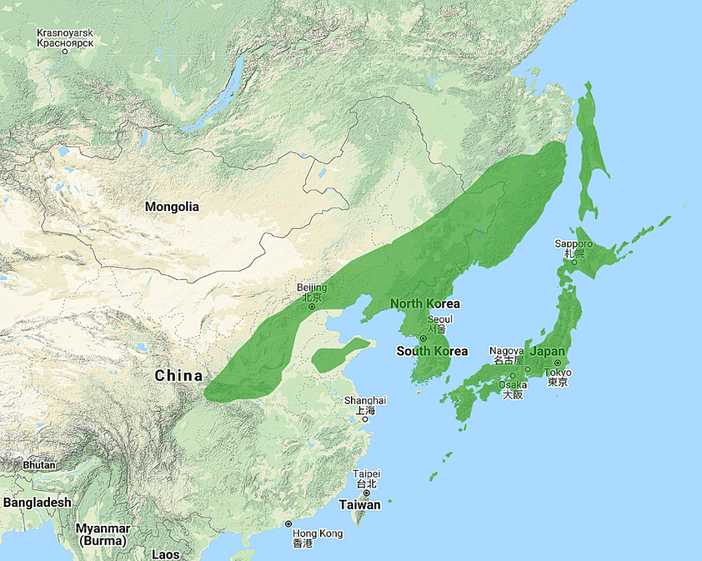 Range of Japanese Scops Owl (Otus semitorques)