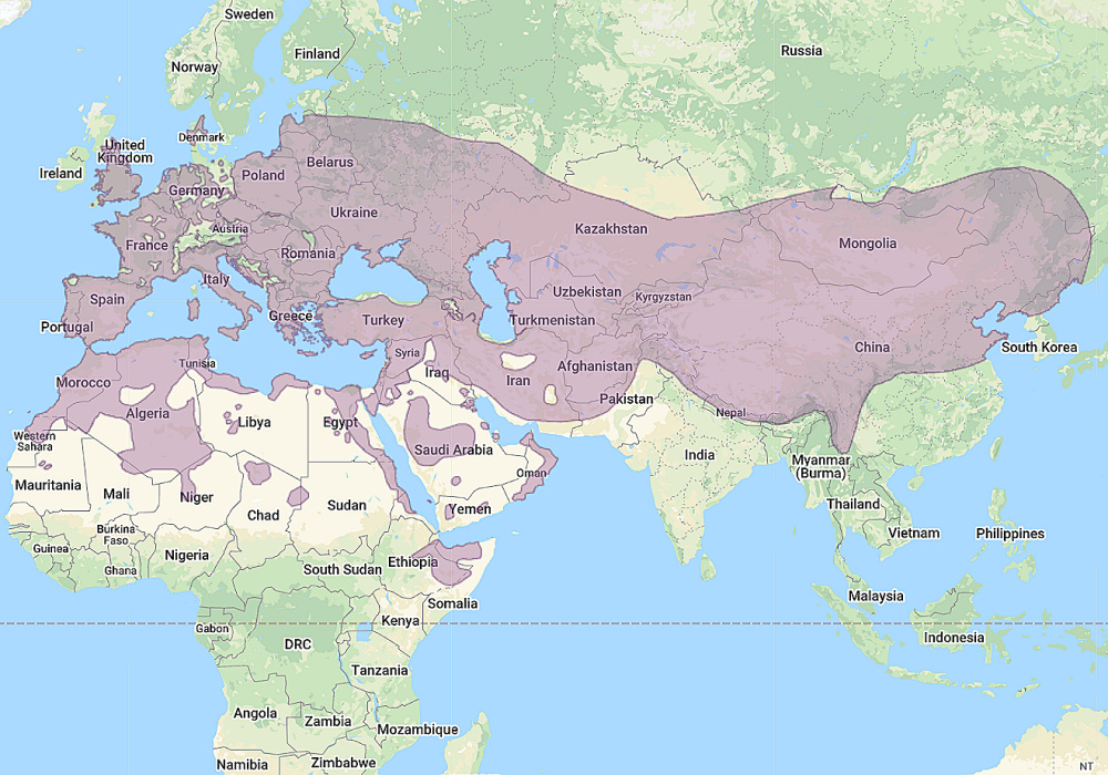 Range of Little Owl (Athene noctua)