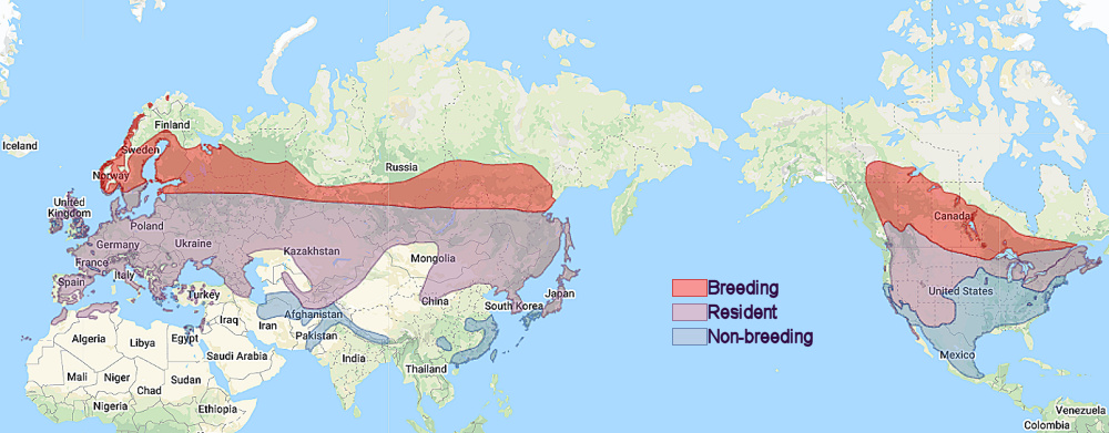 Range of Long-eared Owl (Asio otus)