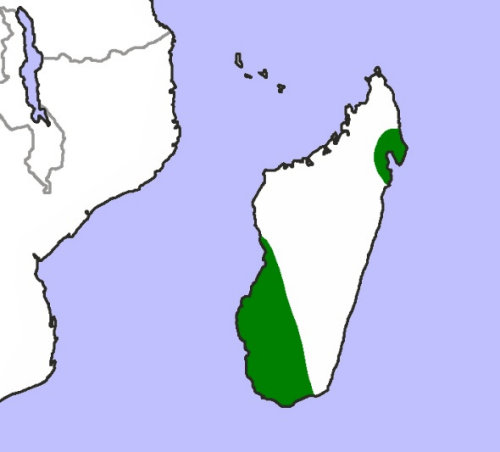Range of Madagascar Hawk Owl (Ninox superciliaris)