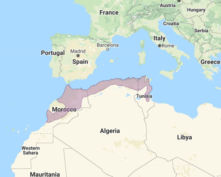 Range of Maghreb Owl (Strix mauritanica)