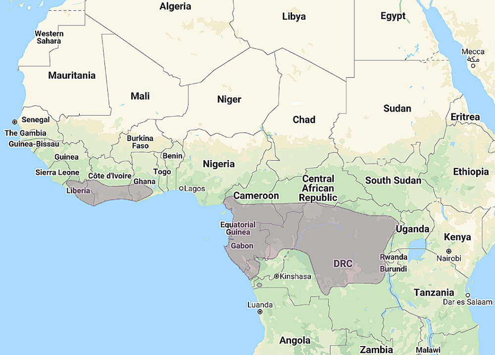 Range of Maned Owl (Jubula lettii)