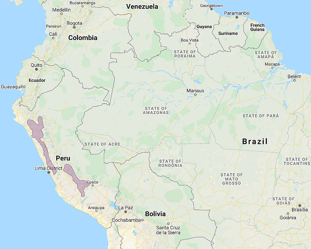 Range of Koepcke's Screech Owl (Megascops koepckeae)