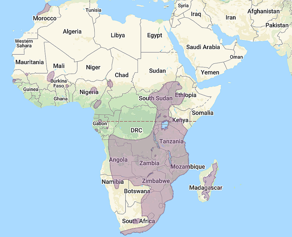 Range of Marsh Owl (Asio capensis)