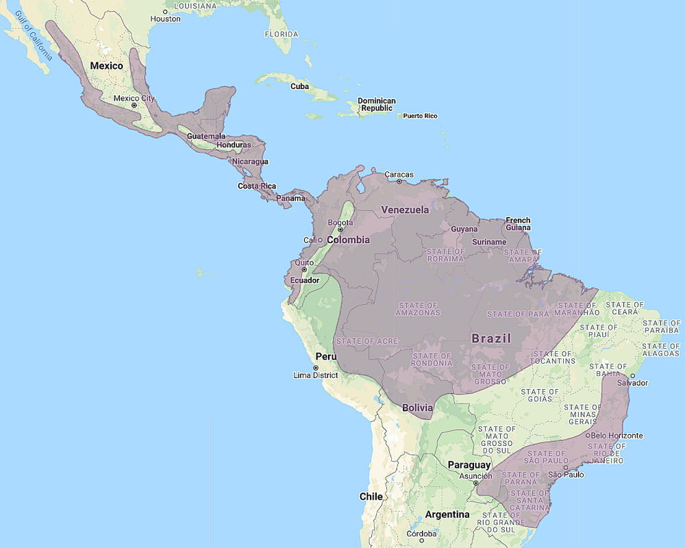 Range of Mottled Owl (Strix virgata)