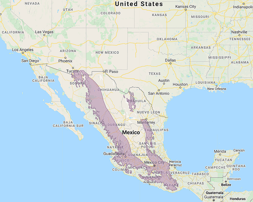 Range of Mountain Pygmy Owl (Glaucidium gnoma)