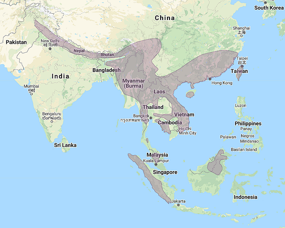 Range of Mountain Scops Owl (Otus spilocephalus)