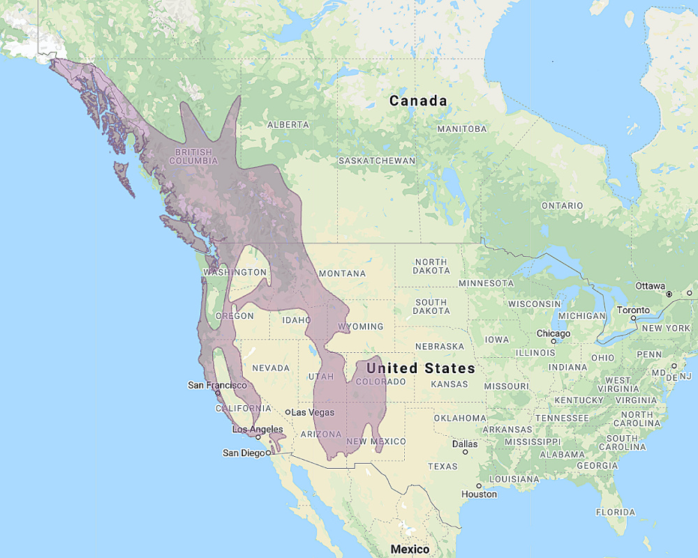 Range of Northern Pygmy Owl (Glaucidium californicum)