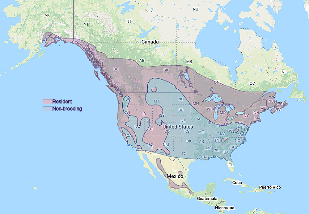 Range of Northern Saw-whet Owl (Aegolius acadicus)