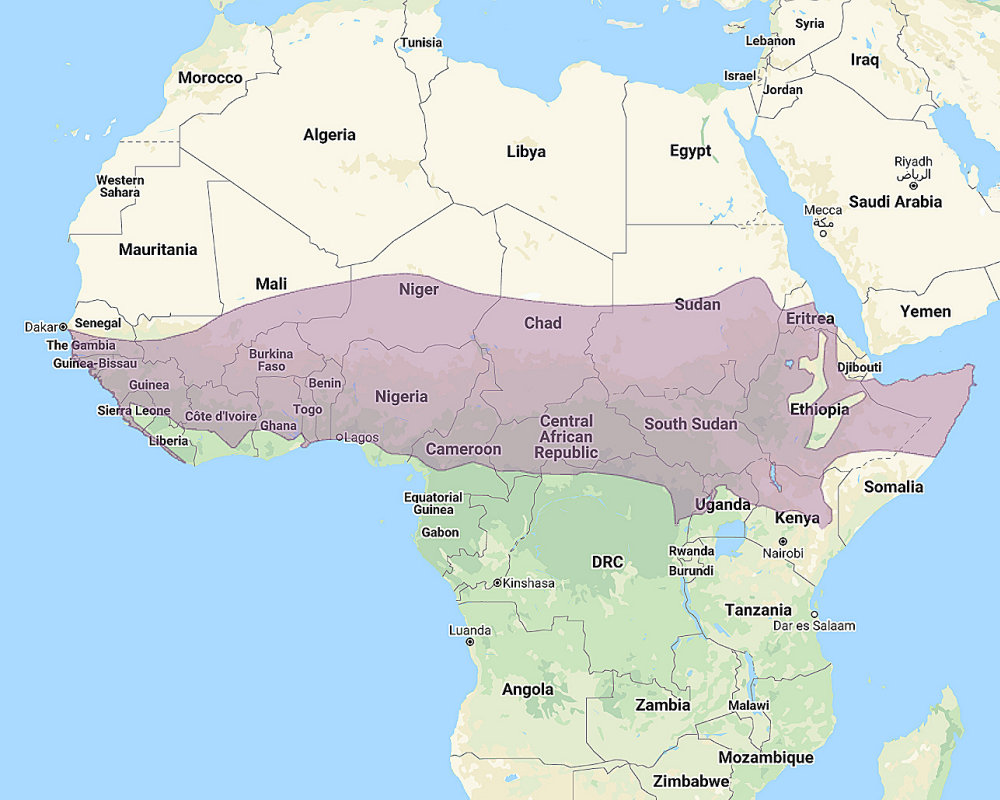 Range of Northern White-faced Owl (Ptilopsis leucotis)