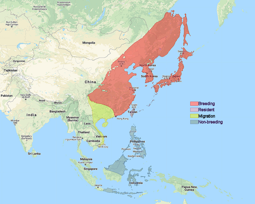 Range of Northern Boobook (Ninox japonica)