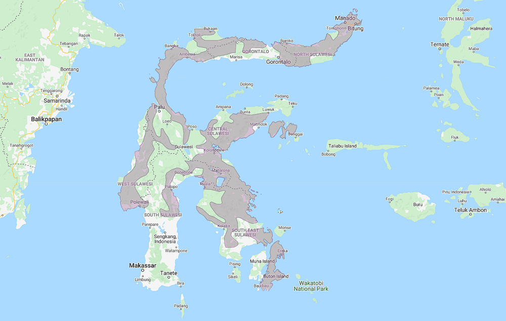 Range of Ochre-bellied Boobook (Ninox ochracea)