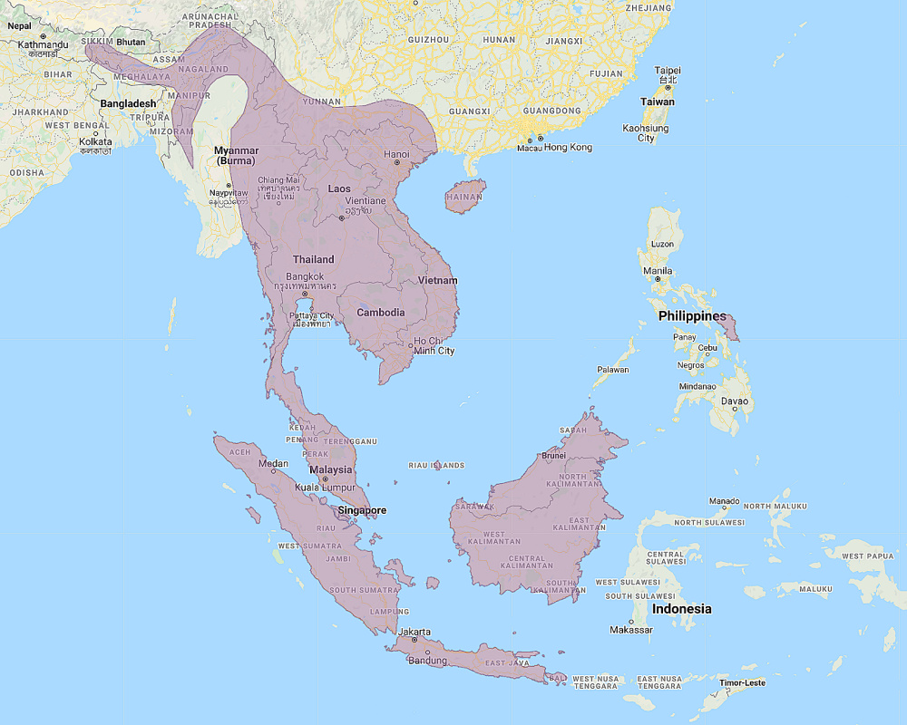 Range of Oriental Bay Owl (Phodilus badius)