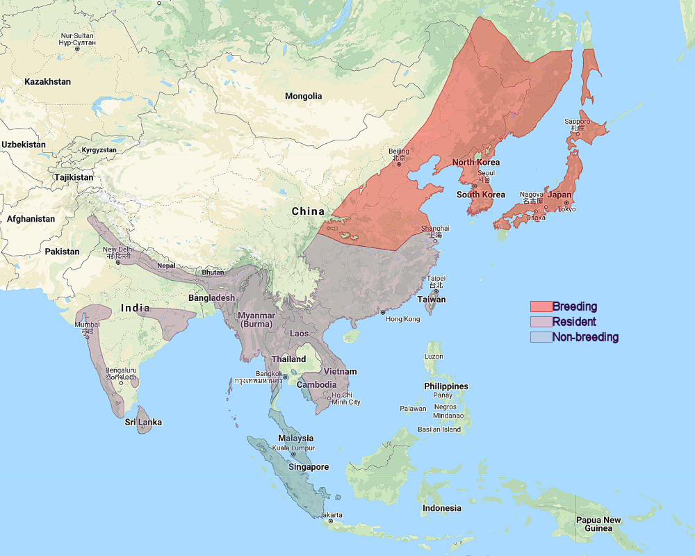 Range of Oriental Scops Owl (Otus sunia)