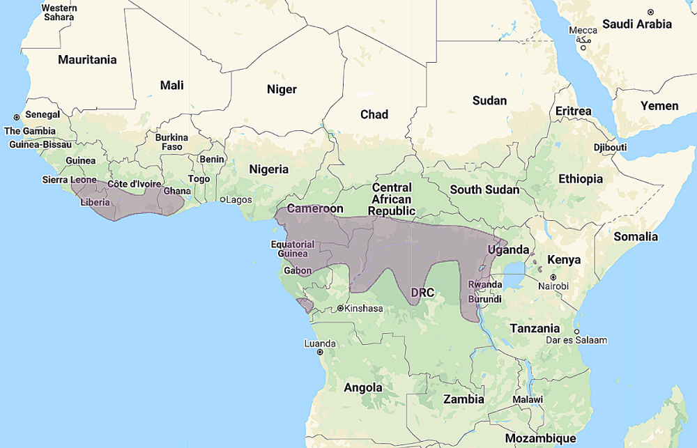 Range of Red-chested Owlet (Glaucidium tephronotum)