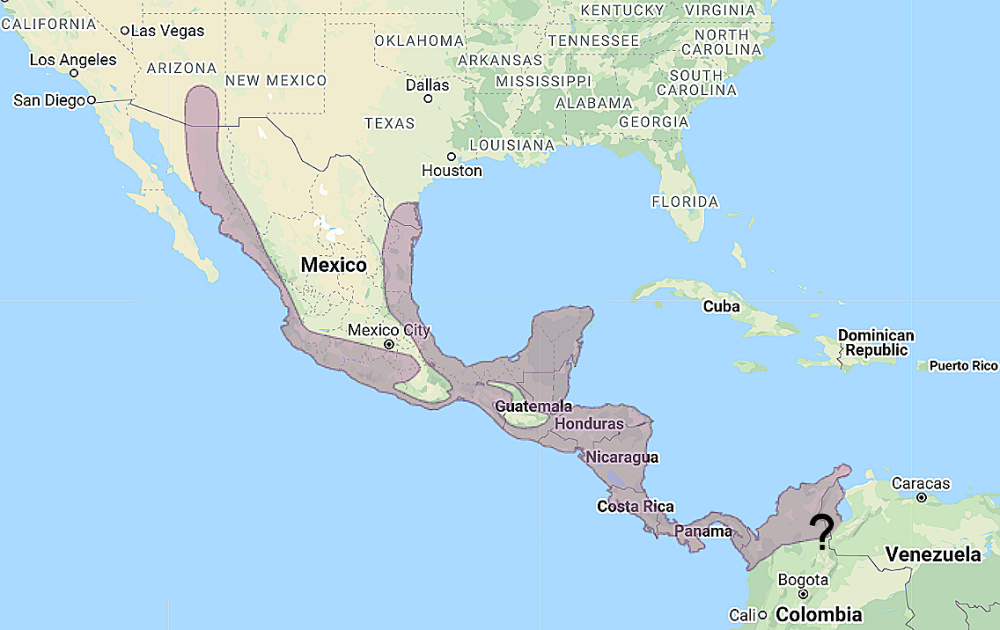 Range of Ridgway's Pygmy Owl (Glaucidium ridgwayi)