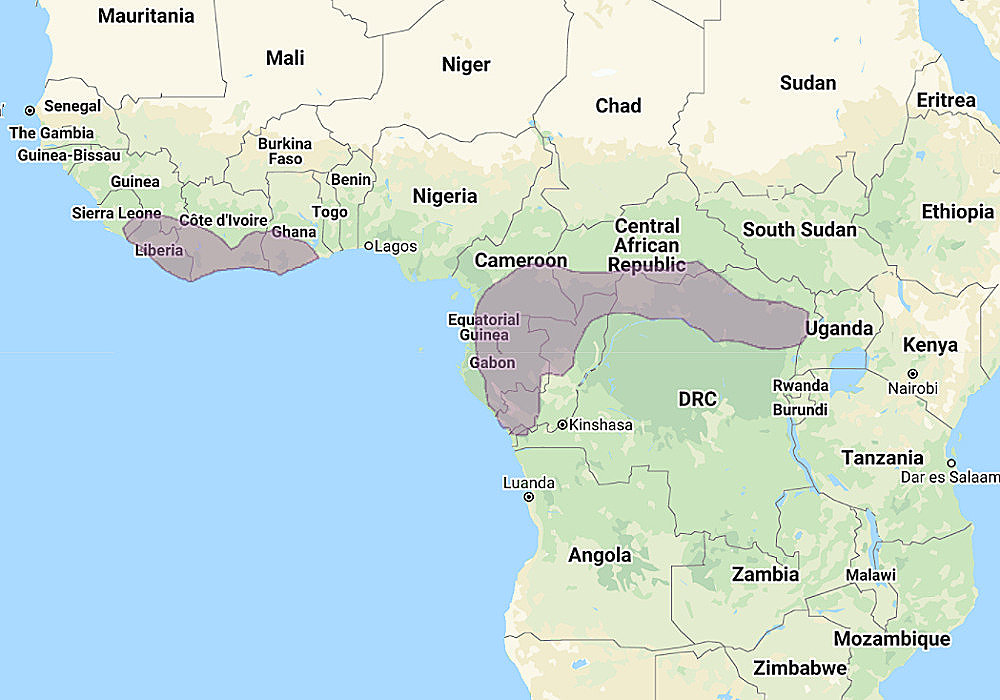 Range of Shelley's Eagle Owl (Bubo shelleyi)