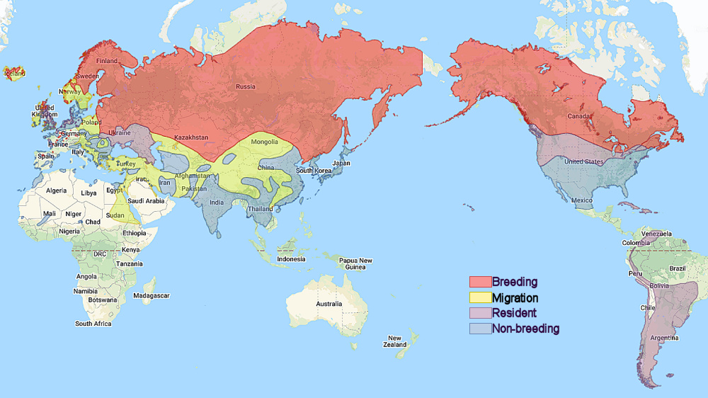 Range of Short-eared Owl (Asio flammeus)