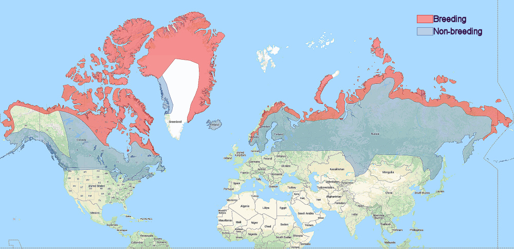 Range of Snowy Owl (Bubo scandiacus)