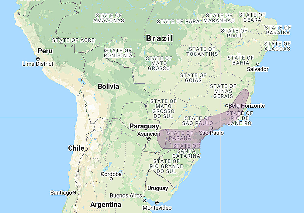 Range of Tawny-browed Owl (Pulsatrix koeniswaldiana)