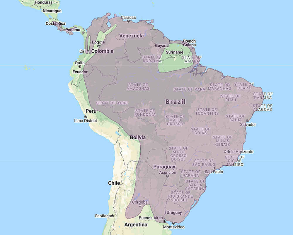 Range of Tropical Screech Owl (Megascops choliba)