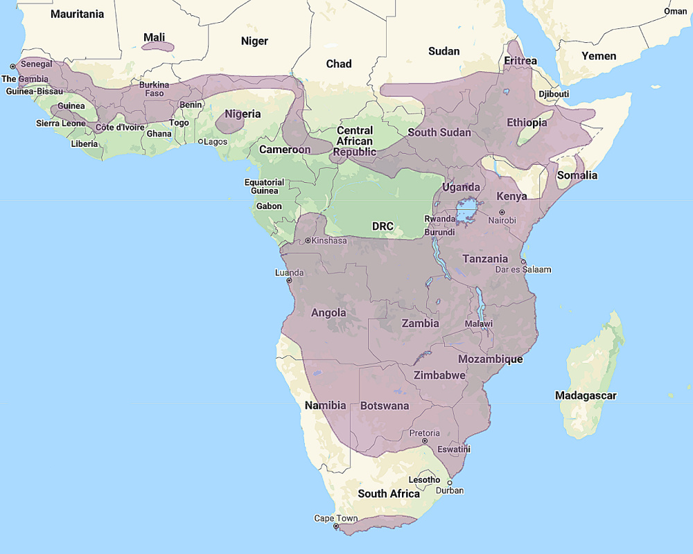 Range of Verreaux's Eagle Owl (Bubo lacteus)