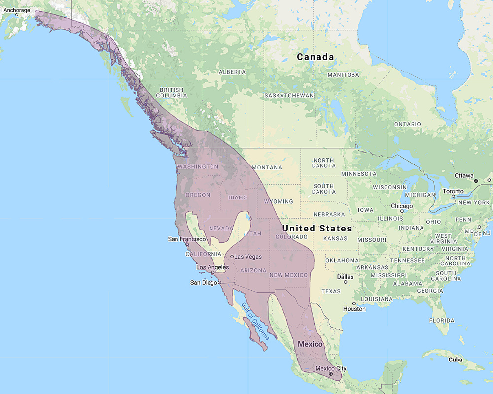 Range of Western Screech Owl (Megascops kennicottii)